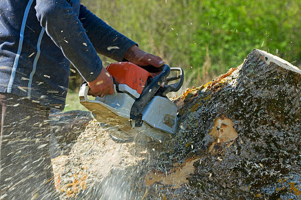 Seasonal Cleanup (Spring/Fall) in Upper Lake, CA